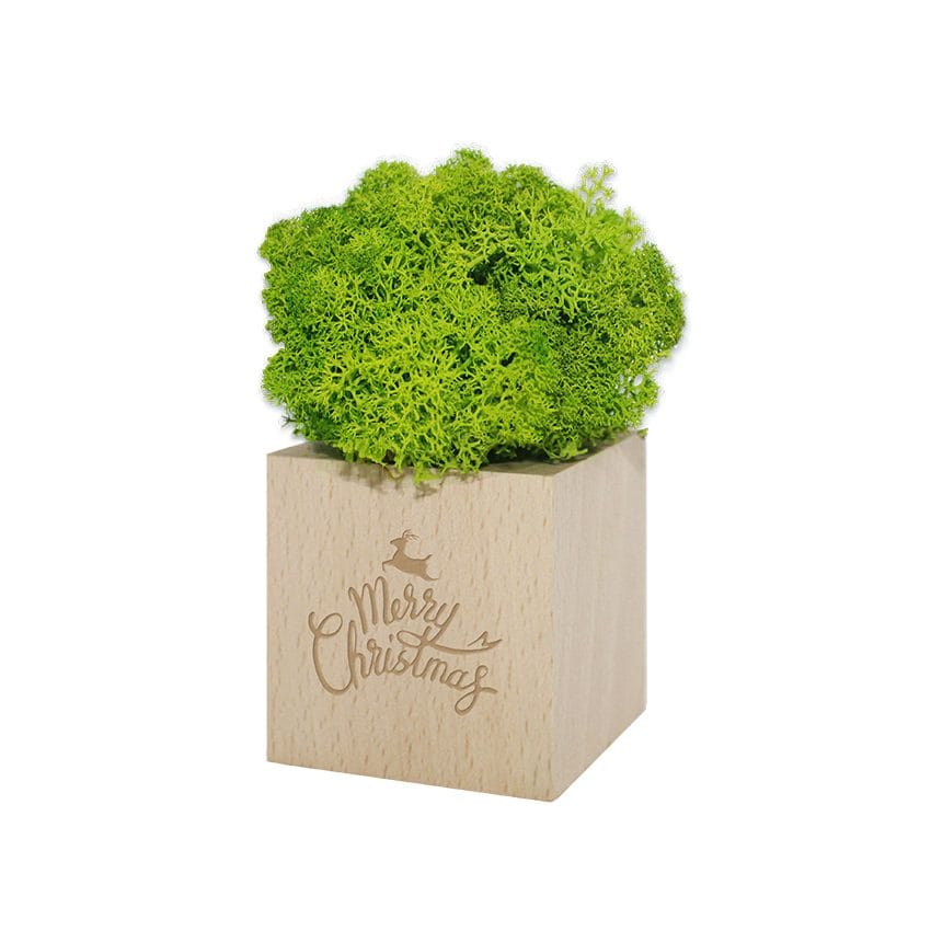 chrobotek moss